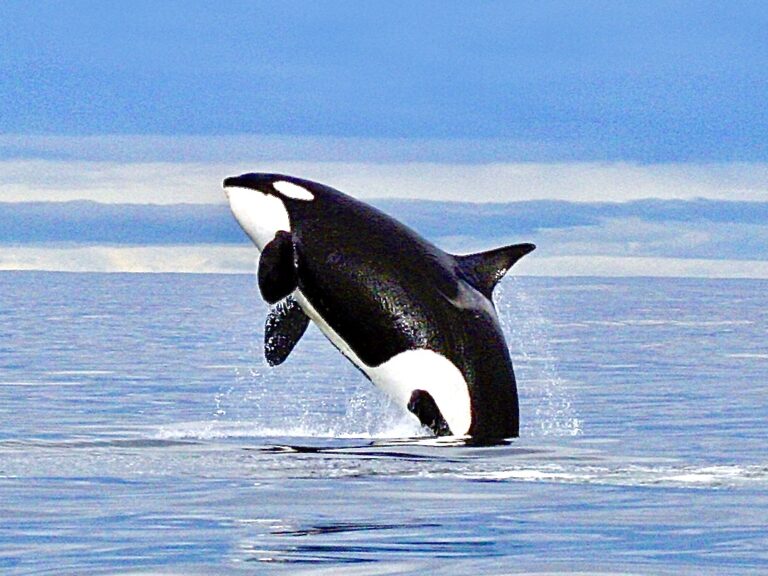 Southern Resident Orcas Move One Step Closer To Receiving Endangered Species Act  Protection In Oregon