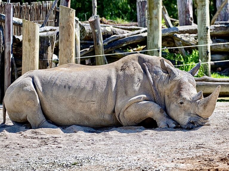 Victory! Puerto Rico’s Government Has Officially Closed The Island’s Last Remaining Zoo