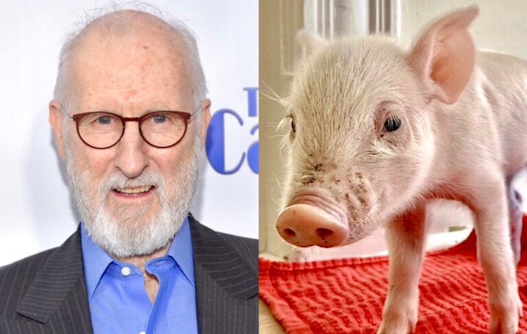 Actor James Cromwell Rescues Piglet Who He Named ‘Babe’ After The Baby Jumped From A Slaughterhouse Transport Truck