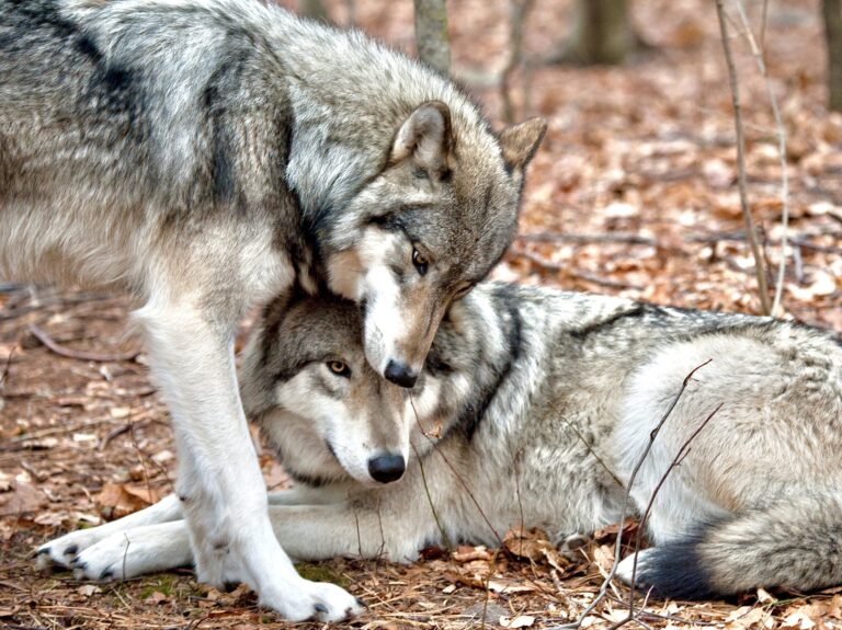 New Wolf Pack Confirmed In California’s Tehama County Marks The Fifth Pack In The State In Nearly 100 Years
