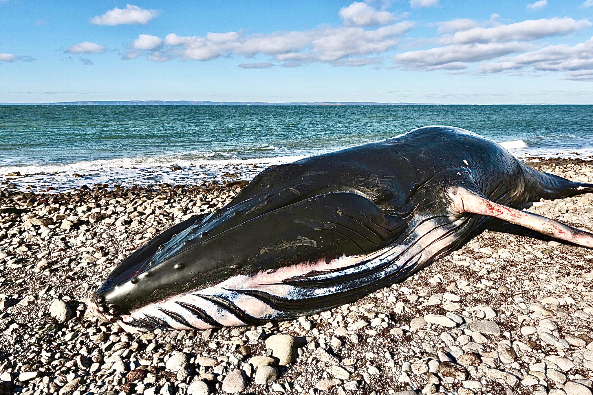 Why 23 Dead Whales Have Washed Up on the East Coast Since December