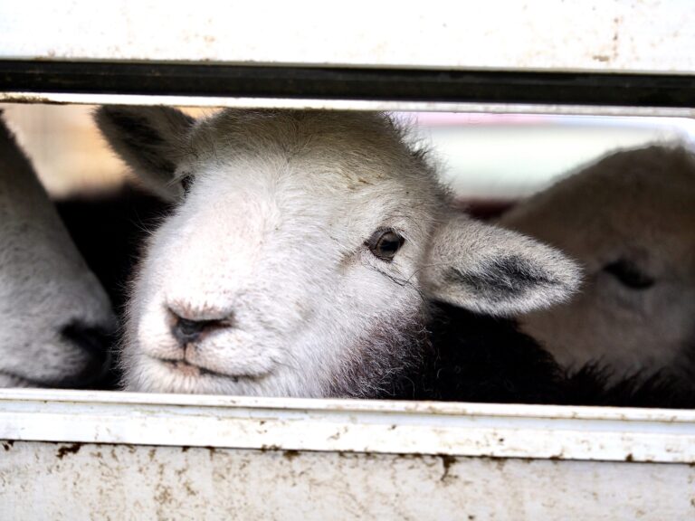 Victory! New Zealand’s Ban On Live Animal Export Finally Goes Into Effect On April 30th Saving Millions Of Lives