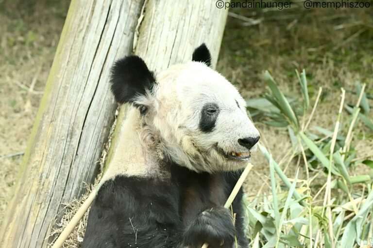 YaYa The Giant Panda Flies Home To China After Suffering 20 Years In Captivity At The Memphis Zoo
