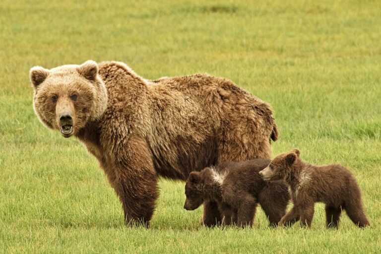 Court Blocks Logging In Montana That Would Have Harmed Fragile Cabinet-Yaak Grizzly Bear Population