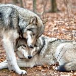 Affectionate Grey Wolves