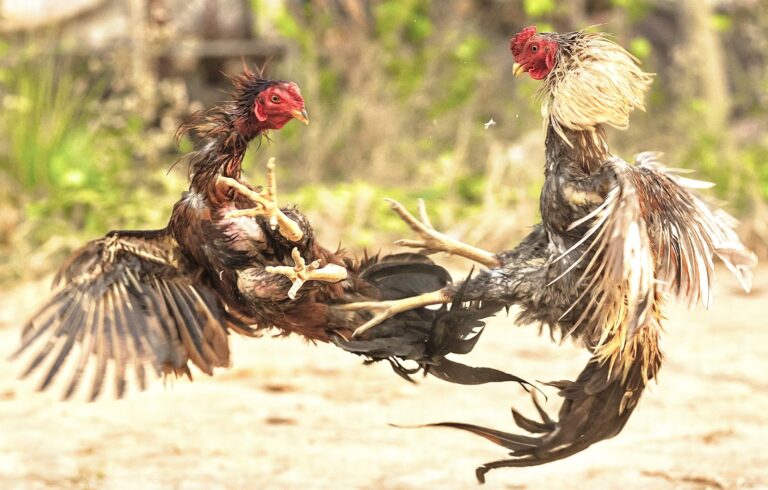 Man Sentenced To 18 Months In Prison For Possession Of Over 250 Roosters Used For Cockfighting In Bakersfield, California
