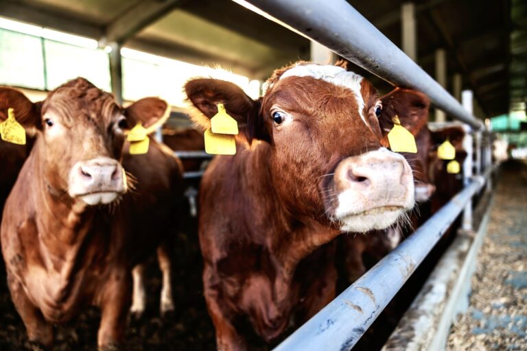 Victory! Brazil Bans The Live Export Of Cows; Historic Ruling Recognizes That Animals Are Sentient Beings
