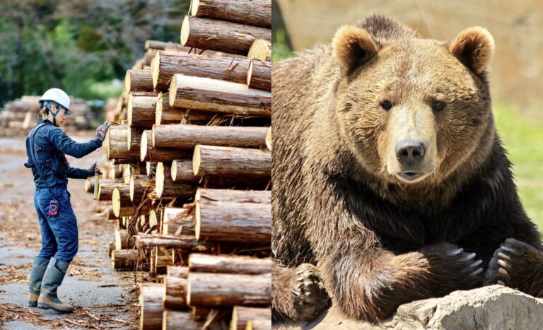 Clearcutting Plan On The Doorstep Of Yellowstone National Park Threatens Grizzly Bear Recovery Area & Old-Growth Forests