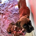 Ellen Roberts/Rocky Top K-9s