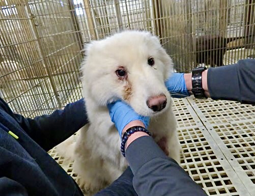 Stonehenge kennels store