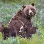 Grand Teton Grizzly 399 with three of her four cubs