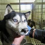 Steve Kruse/Stonehenge Kennel