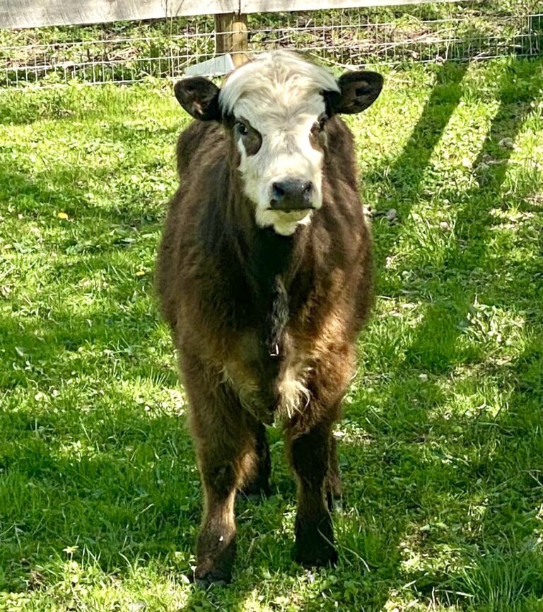 A Cow Purchased On Craigslist By Students For A High School Prank Is Now Safe At The Hooved Animal Humane Society In Illinois