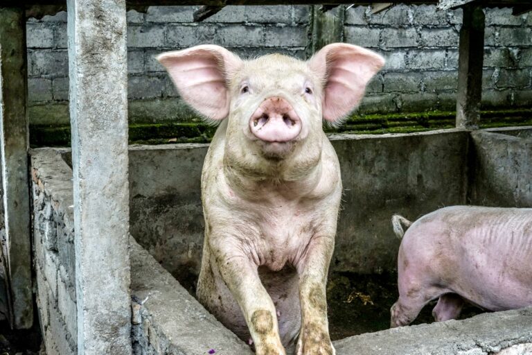 The Supreme Court Upholds Proposition 12, California’s Ban On Cruel Gestation Crates Of Pigs