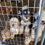 Dawn Boyles/ATBAY Kennels