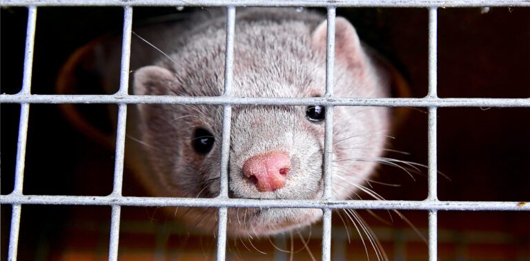 Victory! Four Romanian Fashion Brands Pledge To Drop Fur & Are The First In The Country To Join The Fur Free Retailer Program
