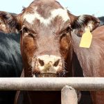 Hereford Cow Texas Panhandle Feedlot Livestock Cattle Ear tag Grain-Fed