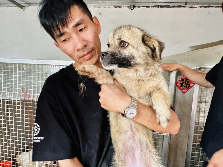 Activists In China Rescue 19 Dogs From A Bloody Slaughterhouse In Yulin, A Week Before The Horrific Dog Meat Festival Begins