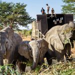 Newly-arrived elephants eat vegetation in the boma at Panda Masuie.