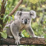 Koala on eucalyptus tree outdoor in Australia