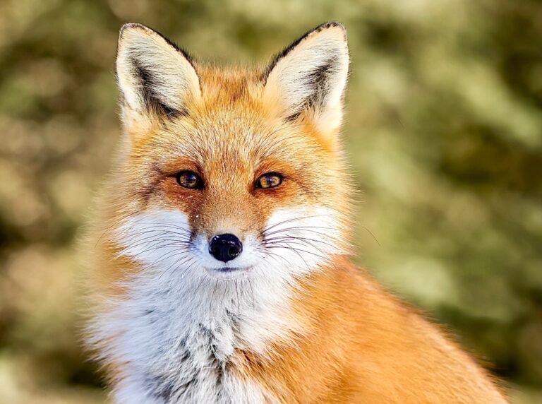 Victory! High-End Paris Fashion Brand BA&SH Goes Fur-Free!