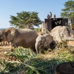 Newly-arrived elephants eat vegetation in the boma at Panda Masuie.