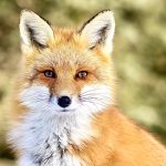 Red Fox – Vulpes vulpes