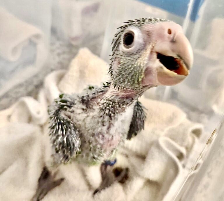 24 Endangered Amazon Parrot Chicks Rescued From Sophisticated Wildlife Trafficking Operation In Florida