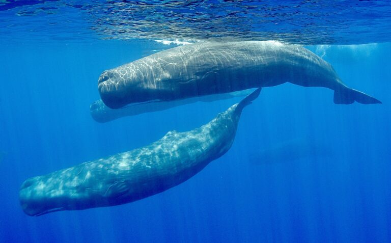 One Of The Largest Shipping Companies In Europe Will Change Routes & Slow Vessel Speed To Protect Endangered Sperm Whales