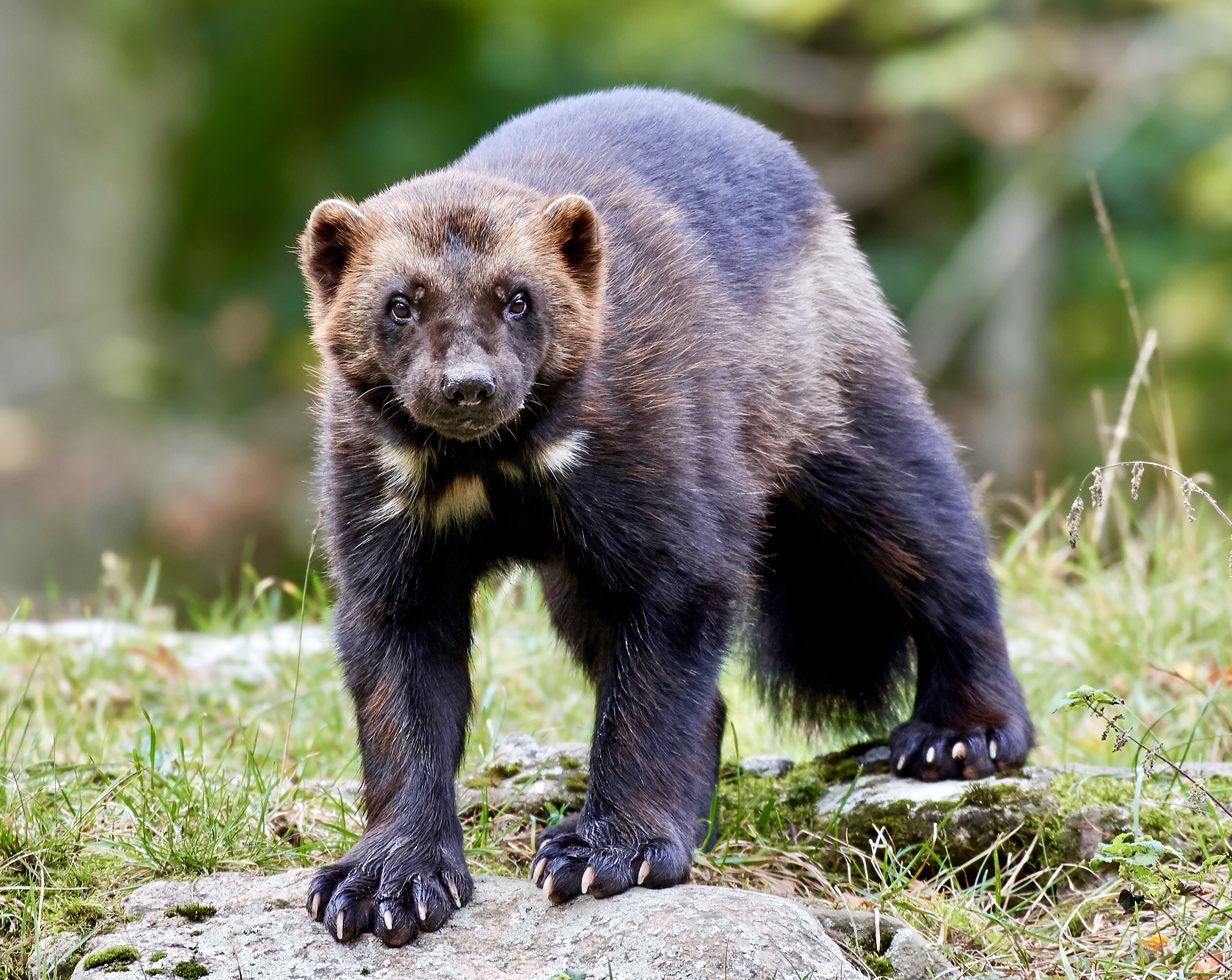 Are wolverines native to deals california