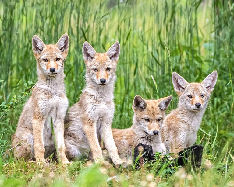 New York Is One Step Closer To Becoming The 9th State In The U.S. To Ban Wildlife Killing Contests