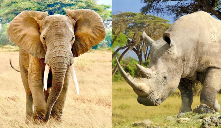 Hopeful News As Canada Moves One Step Closer To Banning The Elephant Ivory & Rhino Horn Trade