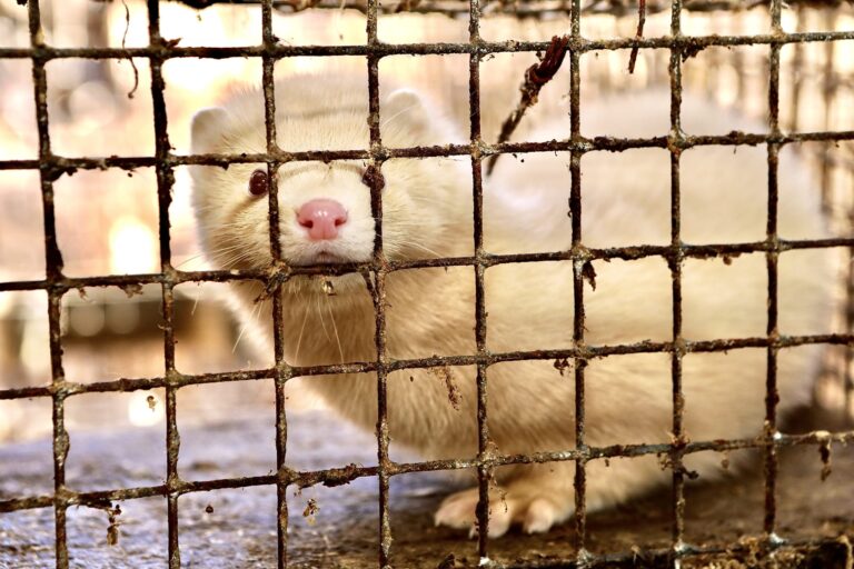 New Legislation Has Been Introduced In The United States To Phase Out Cruel & Unethical Mink Farms