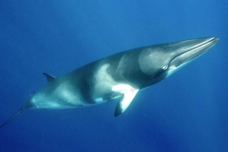 U.S.-Funded Experiment To Test How Whales Respond To Navy Sonar & Seismic Exploration By The Oil & Gas Industry Kills Minke Whale In Norway