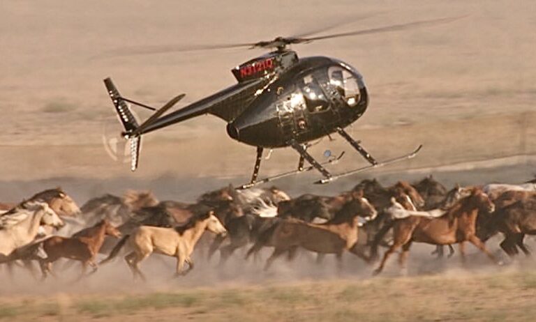 Filmmakers Of ‘Wild Beauty: Mustang Spirit Of The West’ Call For An End To Cruel & Dangerous Wild Horse Roundups