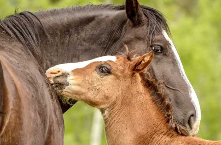 Critical Legislation Reintroduced In The U.S. To Permanently Ban The Horrific Slaughter Of American Horses