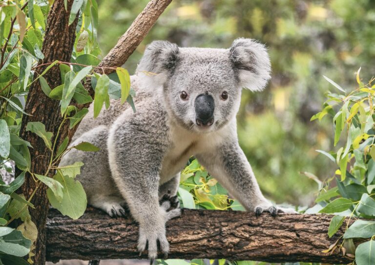 Koala Habitat Protected As 459-Hectares Has Been Saved By Farmers To Bring Back The Species To A Region Of Victoria, Australia