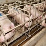 Sows in stable at an industrial animal farm