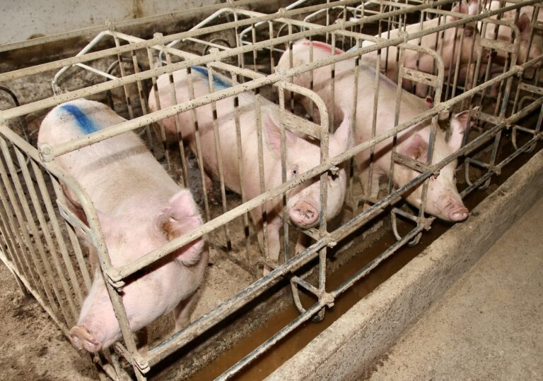 New Jersey Senate Passes A Ban On Gestation & Veal Crates; Bill Now Heads To Governor Murphy’s Desk For Signature