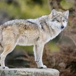 Mexican gray wolf