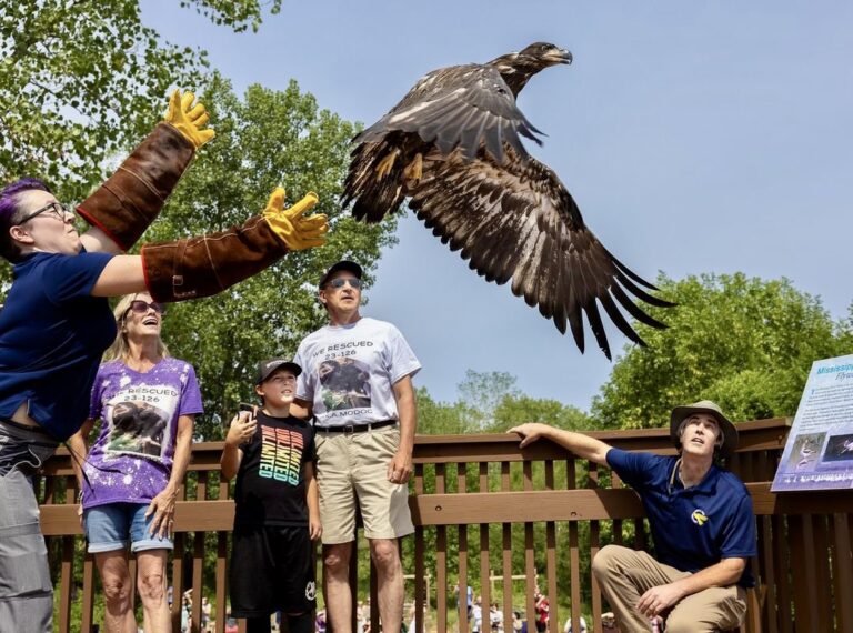 Eaglet, Fostered By A Beloved Bald Eagle Named Murphy, Is Released Back Into The Wild