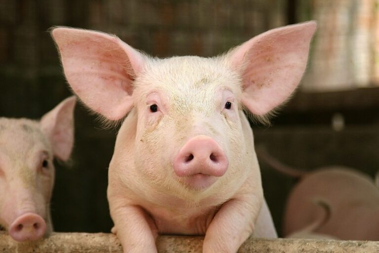 Victory! New Jersey Bans Pig Gestation & Veal Crates After Governor Murphy Signs Bill Into Law