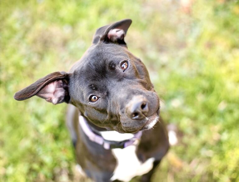 Another Win As New Jersey Enacts New Law To Protect Victims Of Animal Cruelty & Other At-Risk Animals
