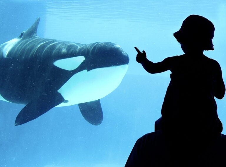 The “Blackfish” Legacy; Hopeful News As Captive Marine Mammal Industry Continues To Decline