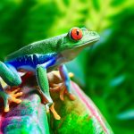 Red-Eyed Tree Frog