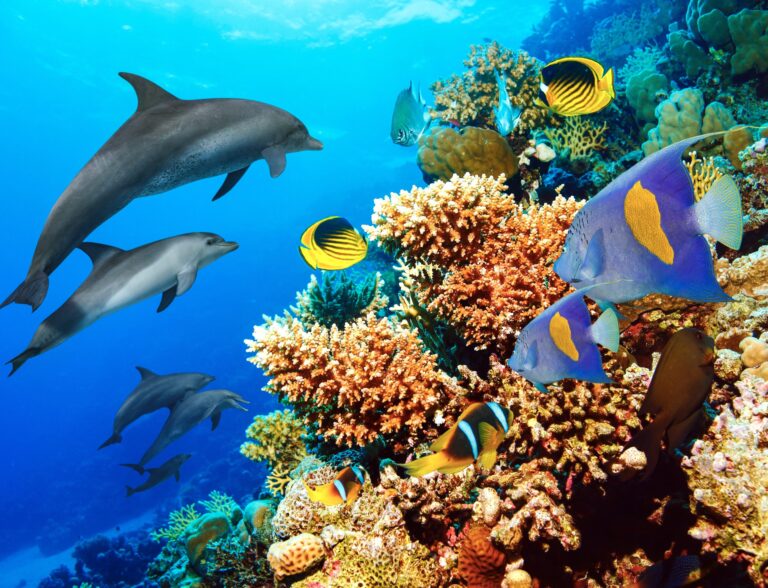 Center For Biological Diversity Sues NOAA To Protect 20 Threatened Coral Species In The Caribbean & Indo-Pacific