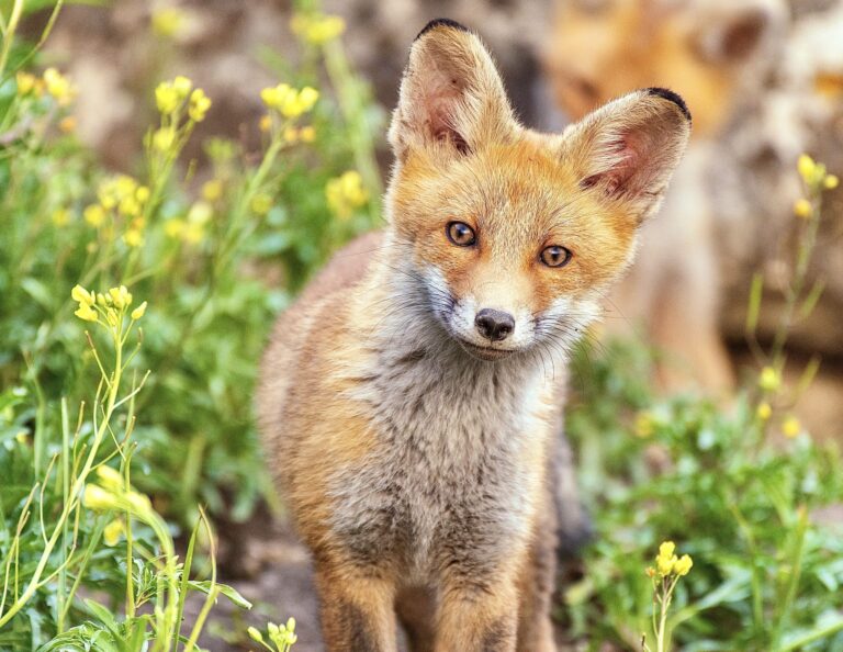 Romania’s Feeric Fashion Week Chooses Compassion By Going Fur-Free This Year!