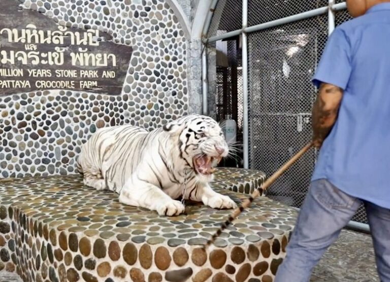 EXPOSED! Undercover Investigation By Lady Freethinker Exposes Heartbreaking Abuse To Big Cats For “Selfies” In Thailand