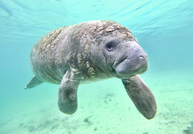 Environmental Groups Call On Federal Government To End Fast-Tracking Of Offshore Oil Drilling Projects In Gulf Of Mexico