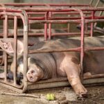 Pig is in old and dirty iron stalls.